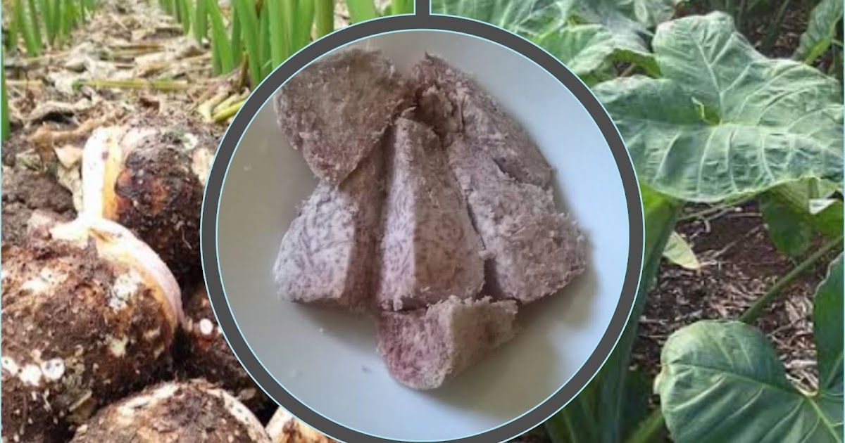 How to Start a Boiled & Fried Arrowroots Business in Kenya