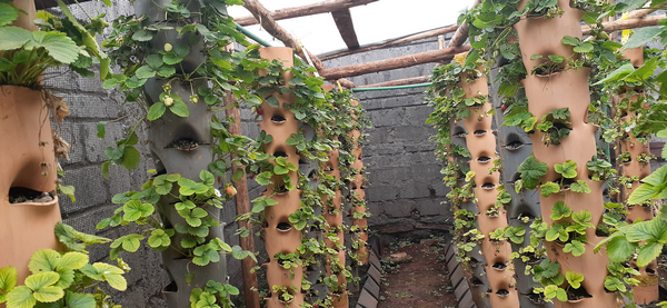 How to do Vertical Gardening Using PVC Pipes in Kenya