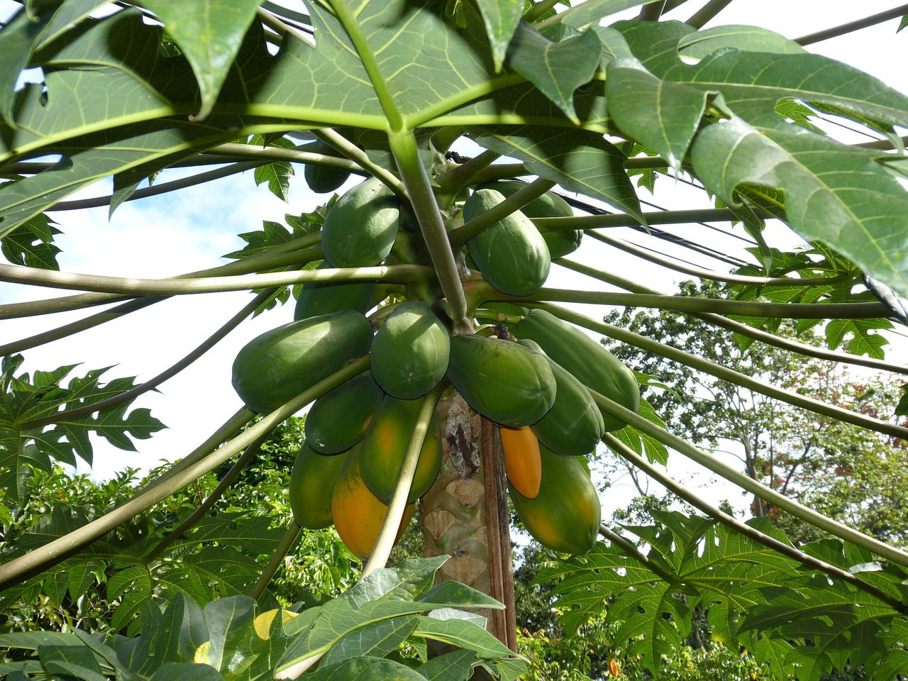 Pawpaw Farming in Kenya: A Complete Guide for 1 Acre Investment