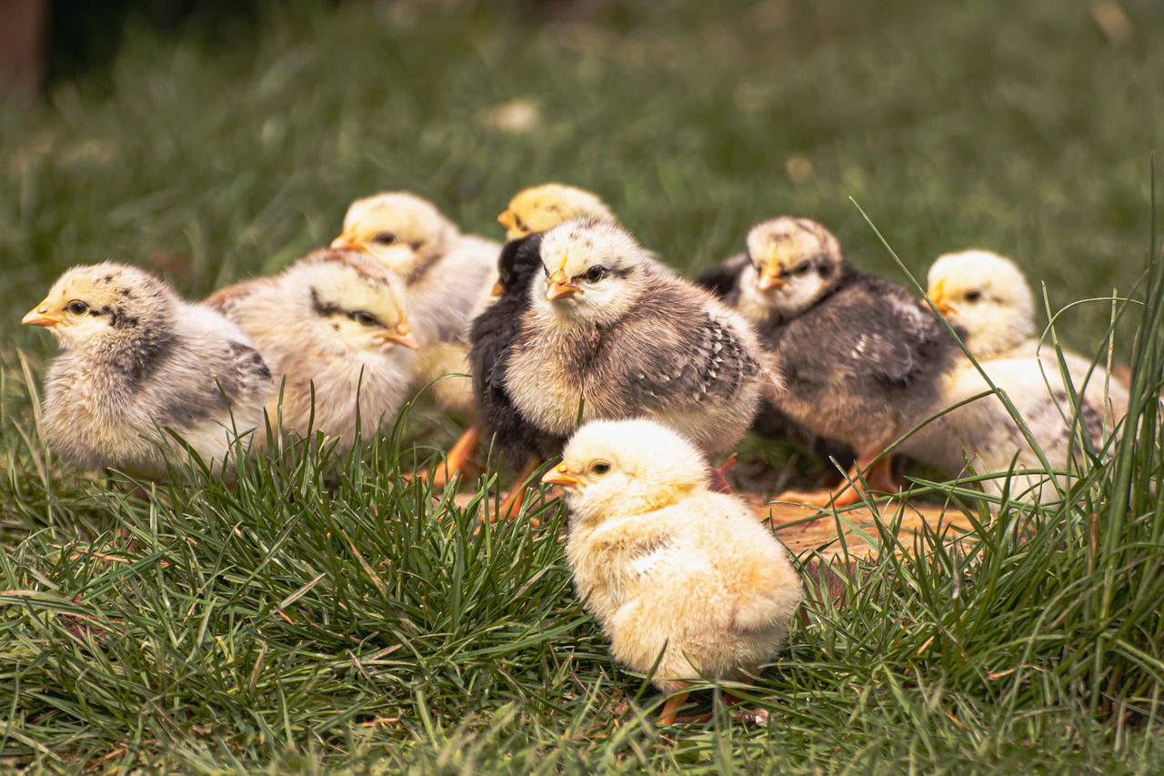 Chick Incubation Business in Kenya: A Complete Beginner Guide