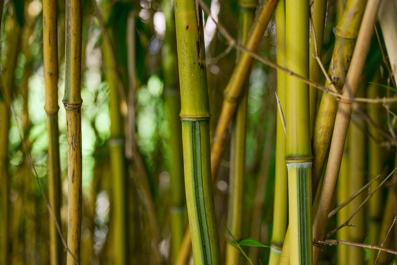 Bamboo Craft in Kenya: How to Turn Cheap Bamboo into Profitable Products