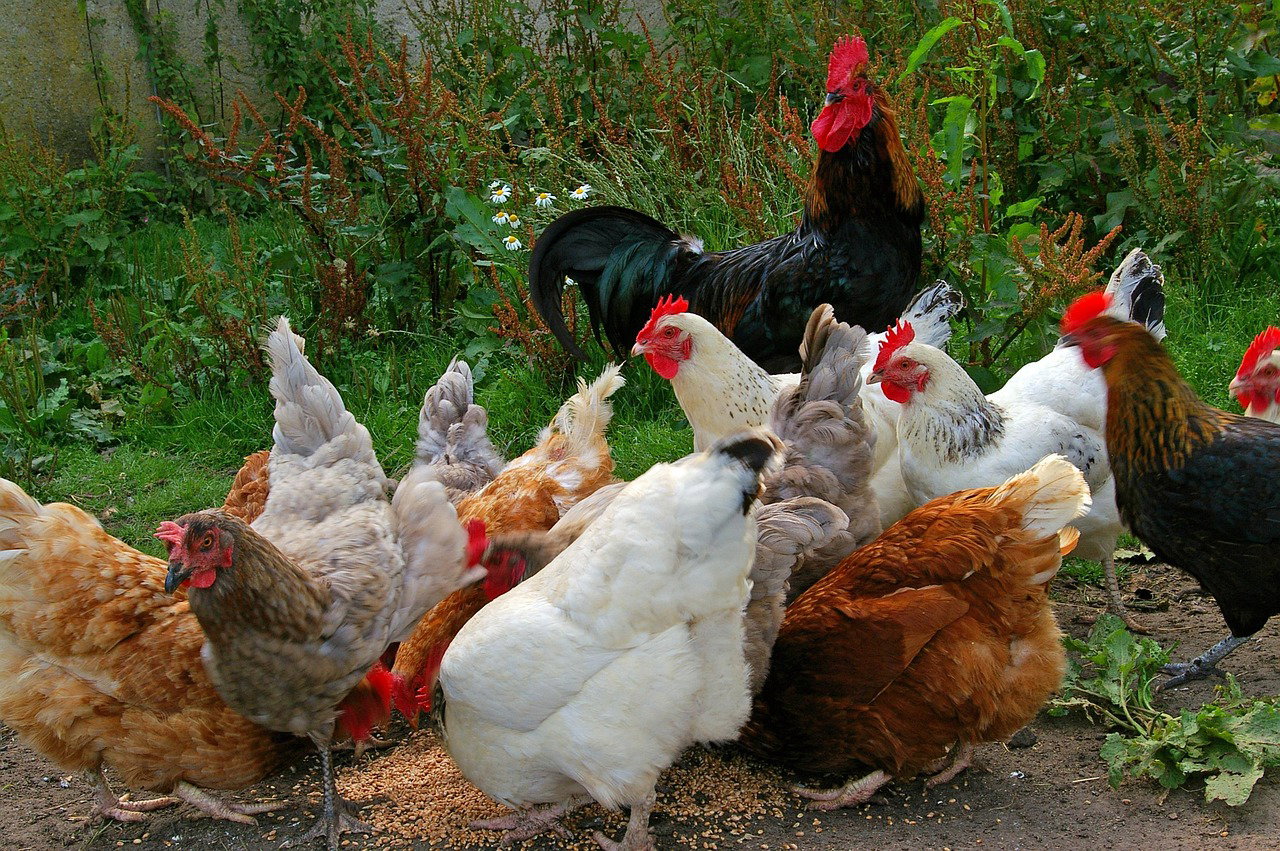Best Chicken Breeds to Hatch for Profit in Kenya