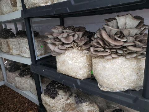 Mushroom Farming in Kenya: A Complete Beginner’s Guide