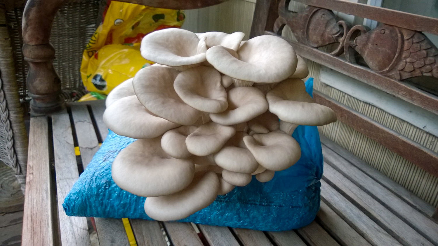 Step-by-Step SOP for Oyster Mushroom Farming in Kenya