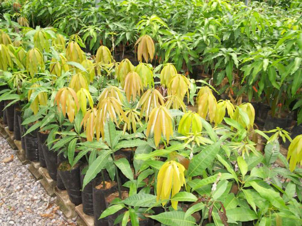 A Beginner’s Guide to Starting a Small Fruit Tree Nursery Business in Kenya