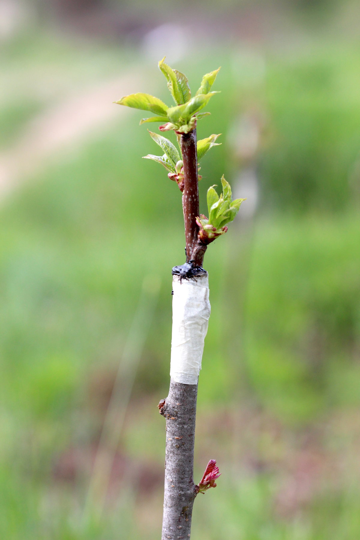 Step-by-Step SOP: Raising Fruit Tree Rootstocks in a Nursery (Kenya Guide)