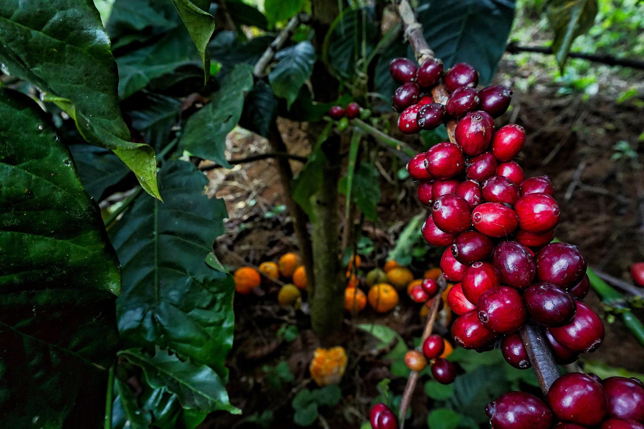 Using SL Coffee as Rootstock to Graft Ruiru 11 and Other Varieties in Kenya