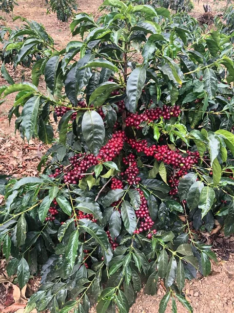Step-by-Step SOP: Raising Ruiru 11 Coffee Seedlings in Kenya
