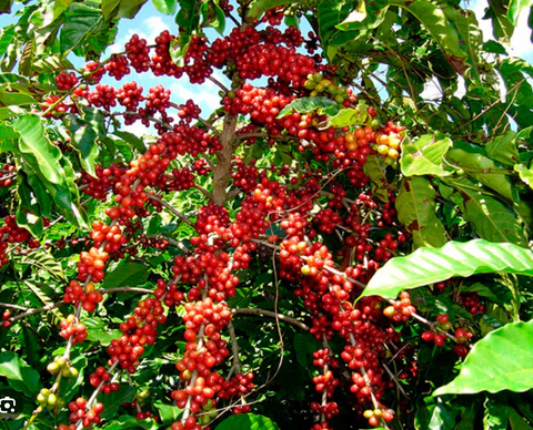 Batian vs Ruiru 11 Coffee: Which Variety Is Better for Farmers in Kenya?