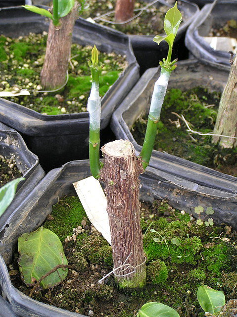 Step-by-Step Guide to Grafting Coffee Seedlings in Kenya