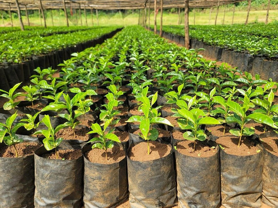 Step-by-Step SOP: Growing SL28 Coffee Rootstock for Grafting in Kenya