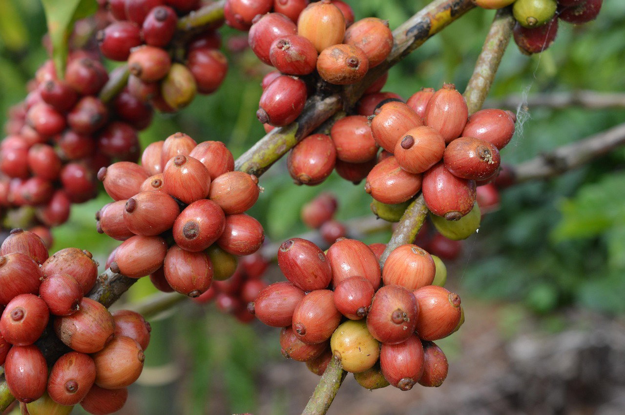 Coffee Farming in Kenya: Profit Per Acre Breakdown (Complete Guide for Farmers)
