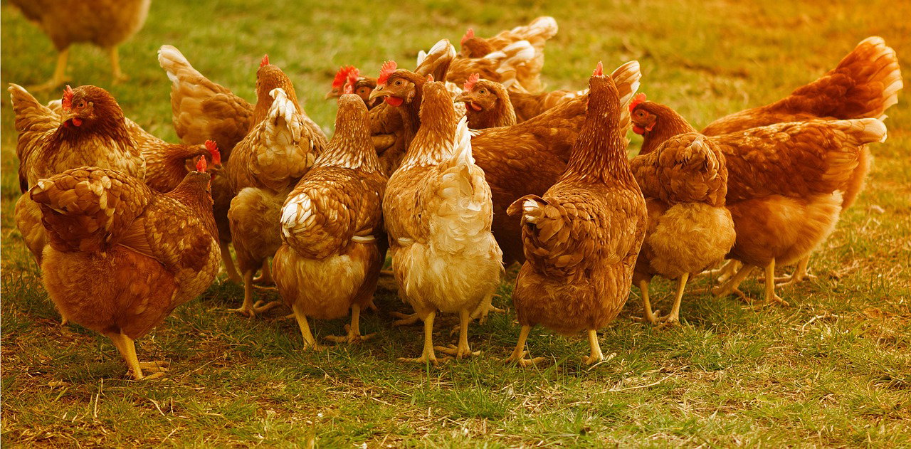 12 Practical Ways to Lower the Cost of Chicken Feed in Kenya (Without Affecting Productivity)
