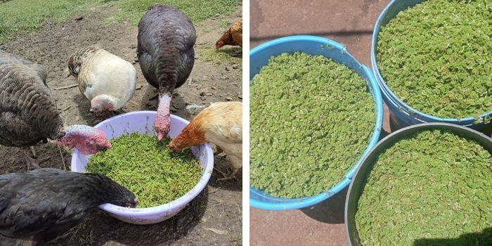 10 Natural Protein Sources for Chicken Feed in Kenya (That Cost Almost Nothing)