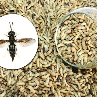 How to Build a Self-Harvesting Black Soldier Fly (BSF) Unit for Poultry Feed
