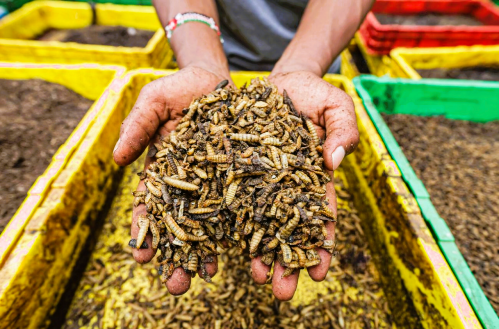 How to Produce Black Soldier Fly Larvae for Poultry Feed (Step-by-Step Guide)