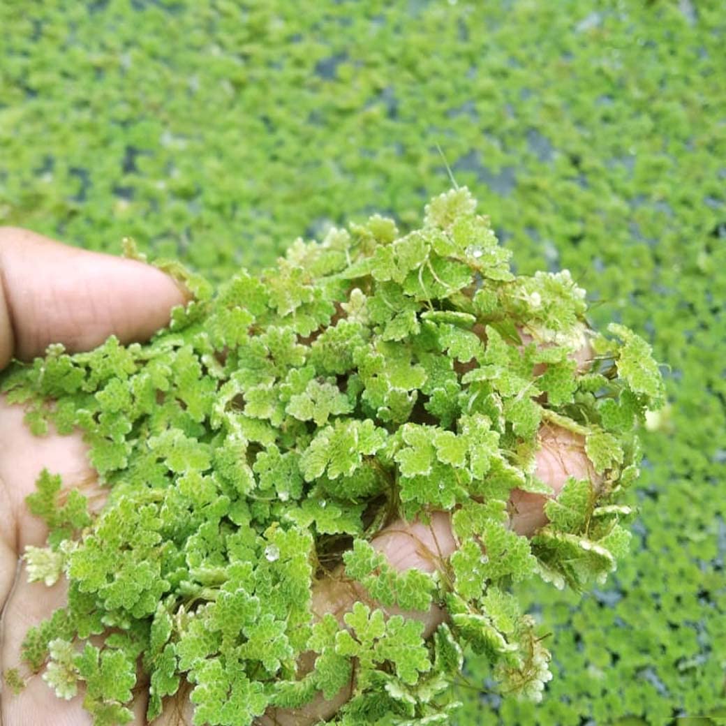 How to Grow Azolla for Poultry Feed in Kenya (Step-by-Step Guide)