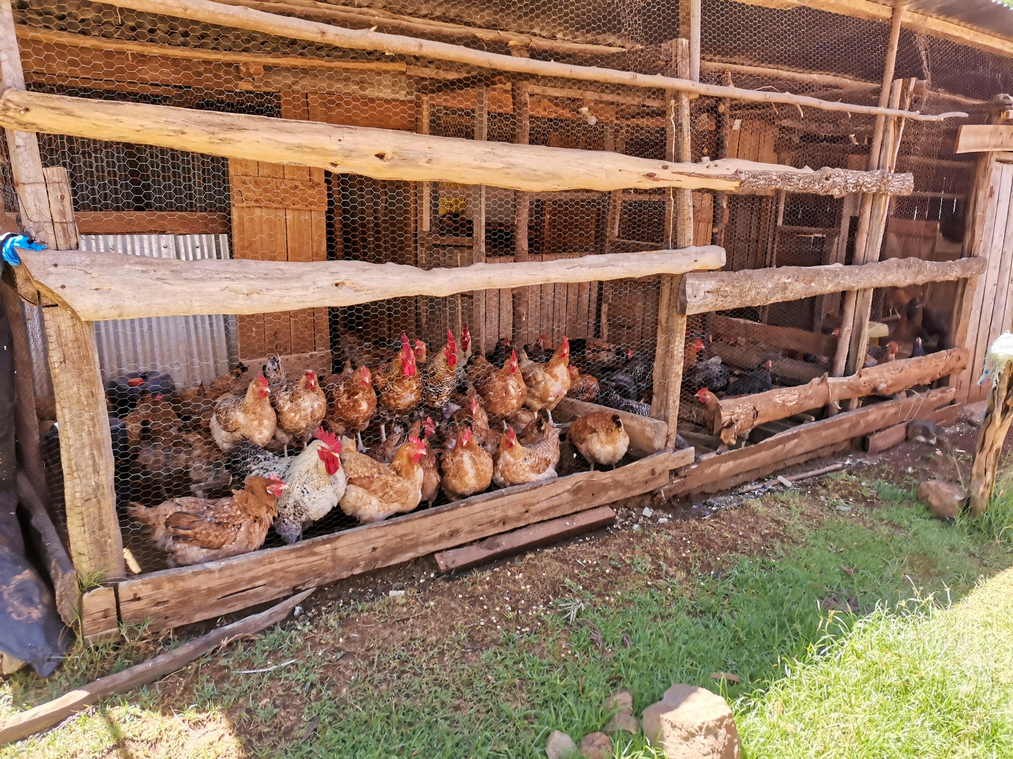 Ksh 10,000 Hybrid Agribusiness Model (Fast Cash + Long-Term Growth)