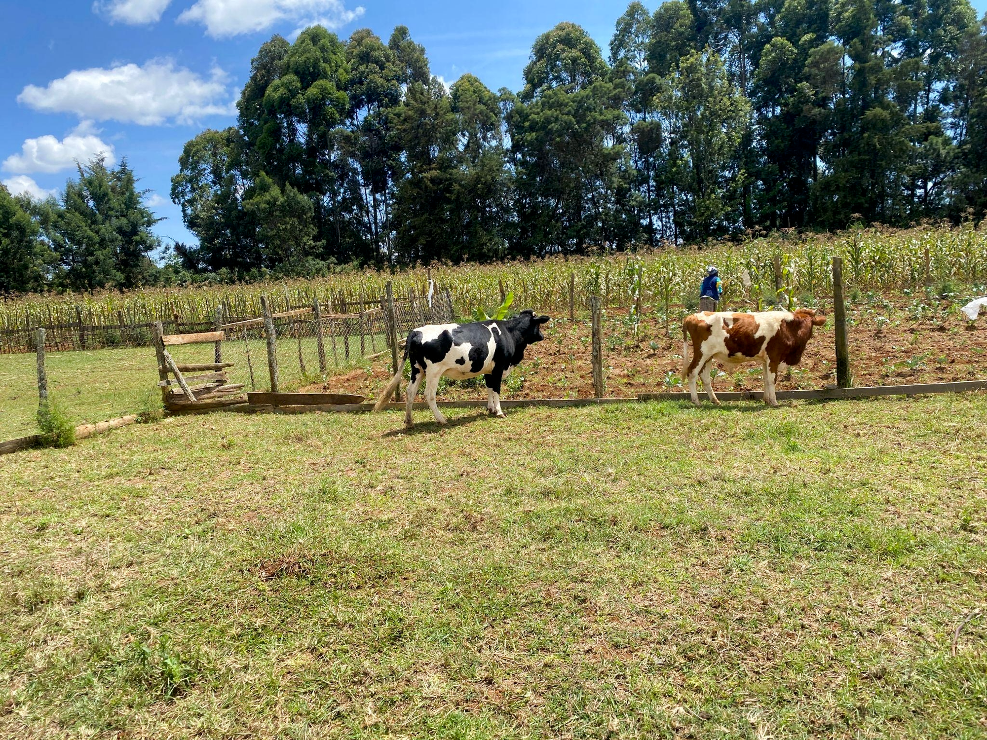 Agribusiness in Kenya: A Practical Guide for Beginners & Growth