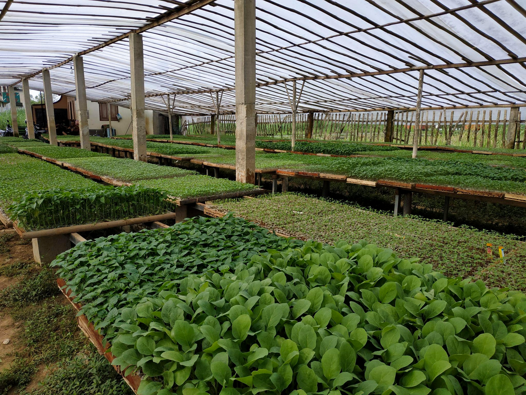 Seed Propagation Business in Kenya: A Profitable Opportunity for Small-Scale Farmers