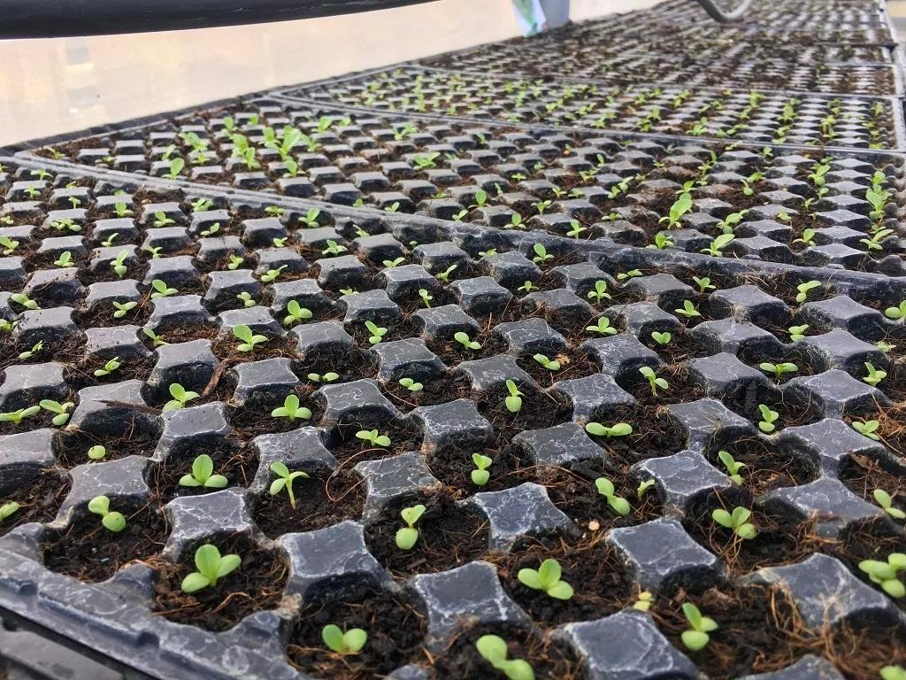 A Ksh 5,000 Seedling Nursery Business Plan in Kenya