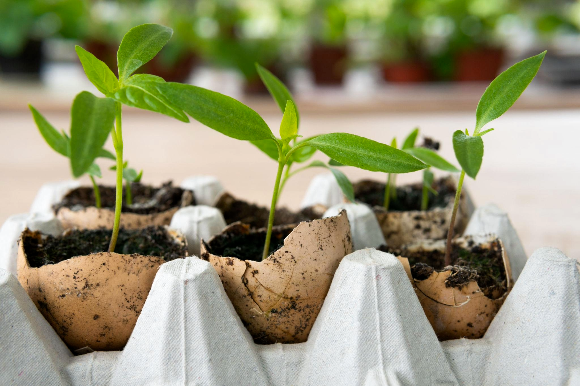Improvised Seed Trays in Kenya: Low-Cost Options & How to Prepare Them for a Seedling Business