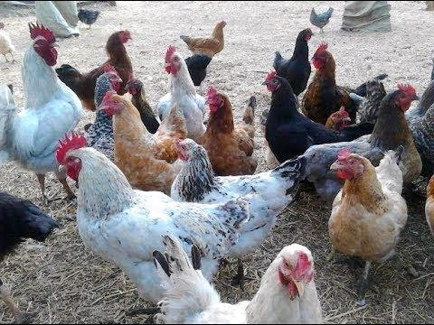 Improved Kienyeji Chicken Breeds in Kenya: Complete Farmer’s Guide