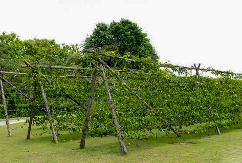 Passion Fruit Farming in Kenya: A Profitable Opportunity for Small-Scale Farmers