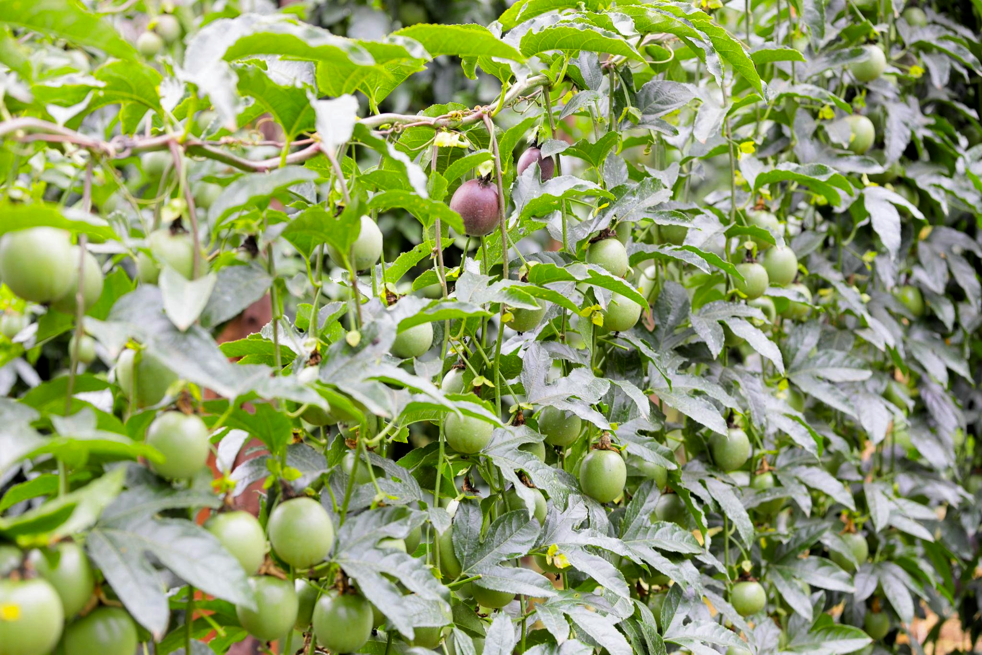 Passion Fruit Farming: KSh 50,000 Starter Plan (¼ Acre)