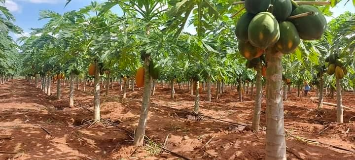 Certified Pawpaw Seedlings in Kenya: Dealers, Locations & Varieties