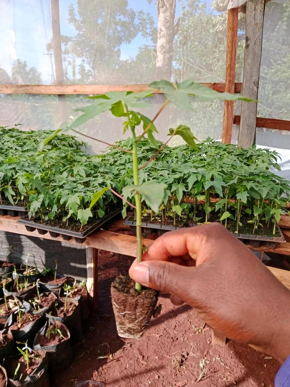 KSh 50,000 Pawpaw Orchard Startup Plan (Kenya)