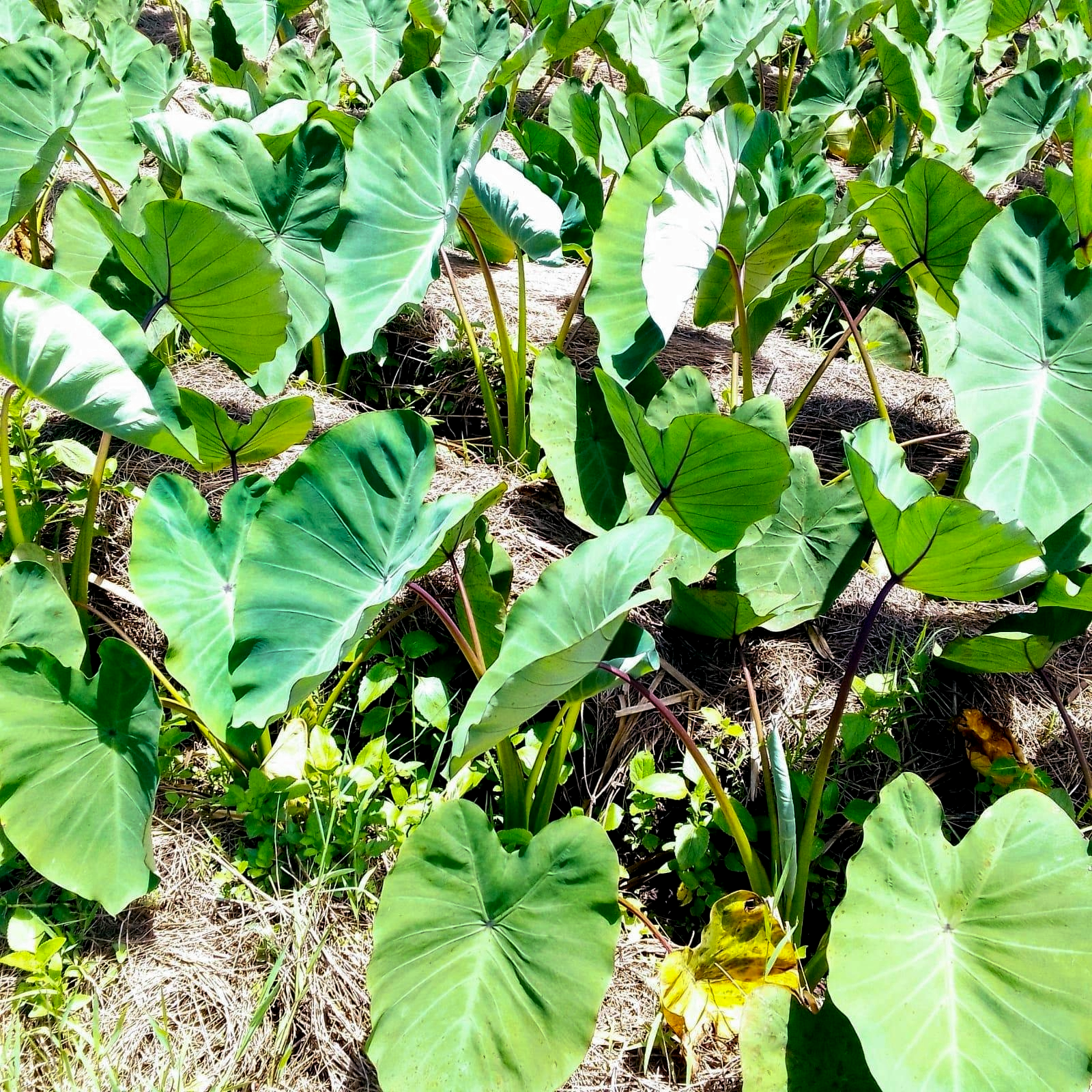 Arrowroot (Nduma) Farming in Kenya: A Profitable Small-Space Agribusiness