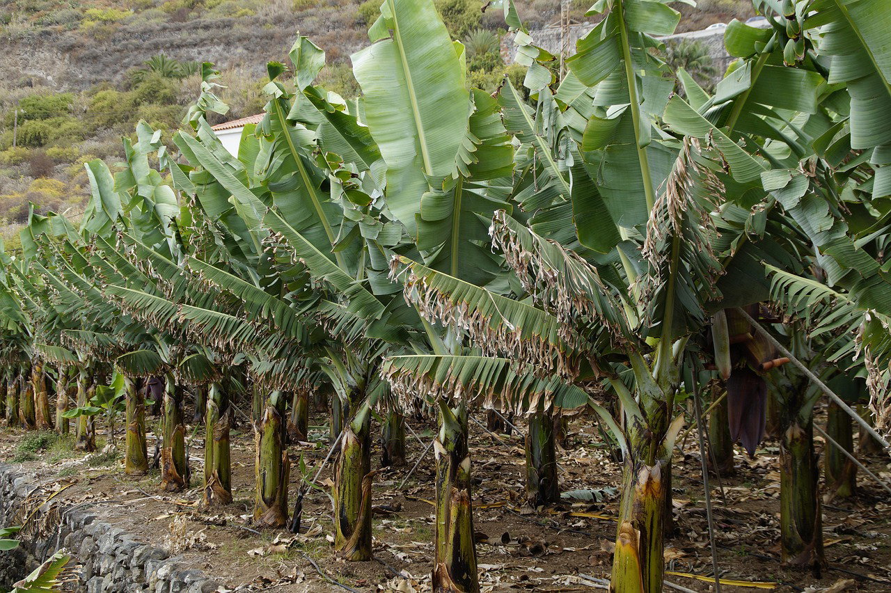 The Untapped Eco-Beauty Business Opportunity Emerging in East Africa