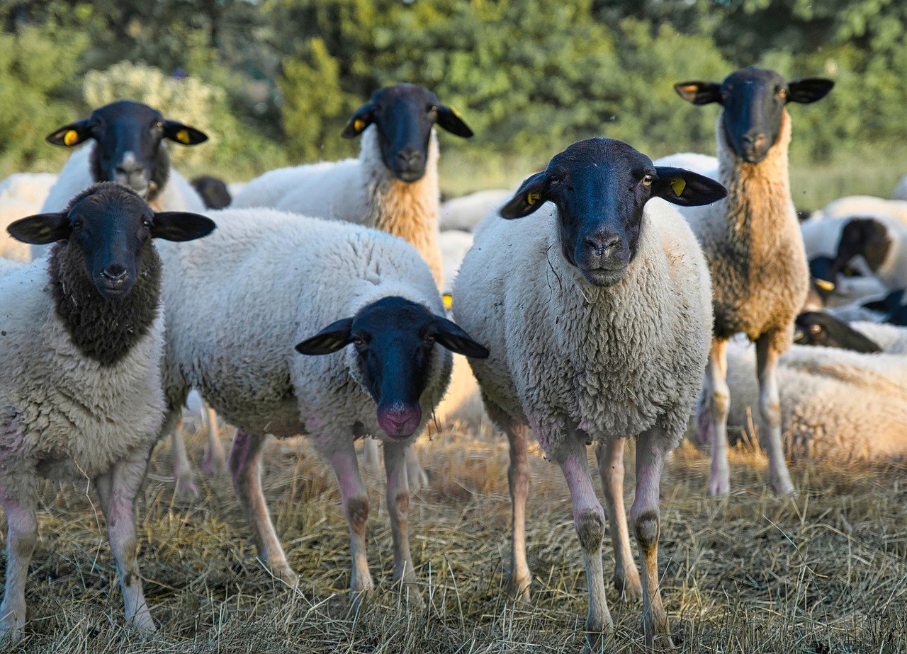 Dorper Sheep Fattening Business in Kenya: How to Buy, Rear and Sell Rams for December Profit