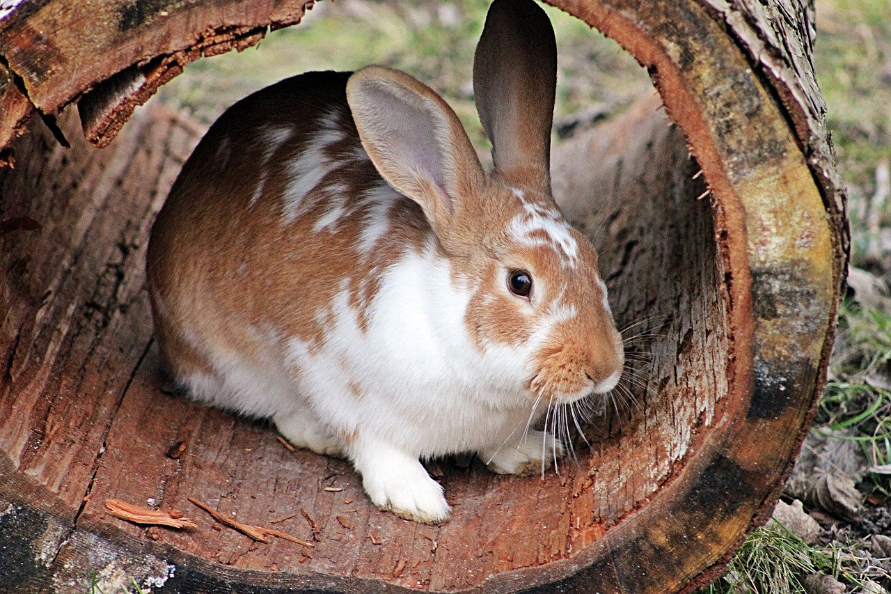 Is Rabbit Farming Profitable in Kenya? Best Breeds and Startup Guide