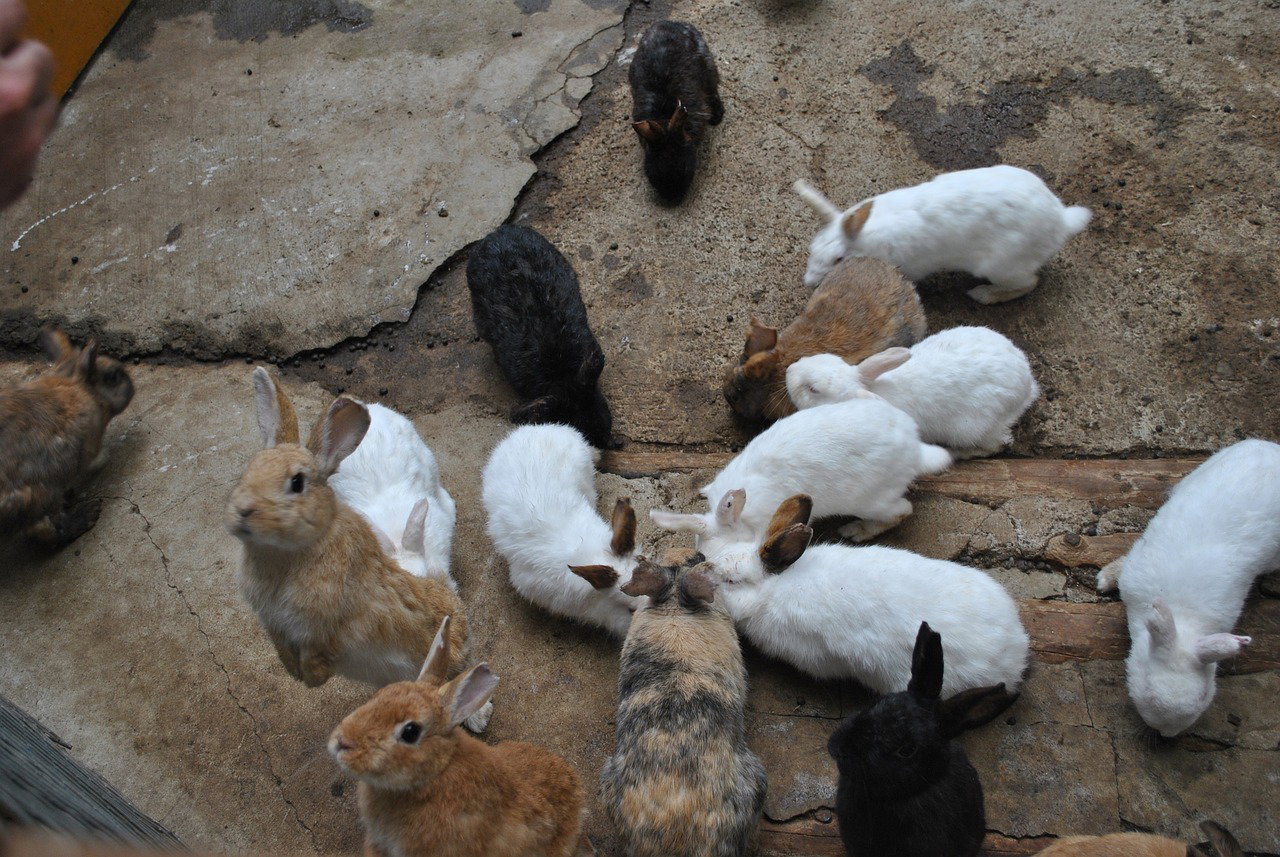 How to Build the Perfect Commercial Rabbit Cage in Kenya