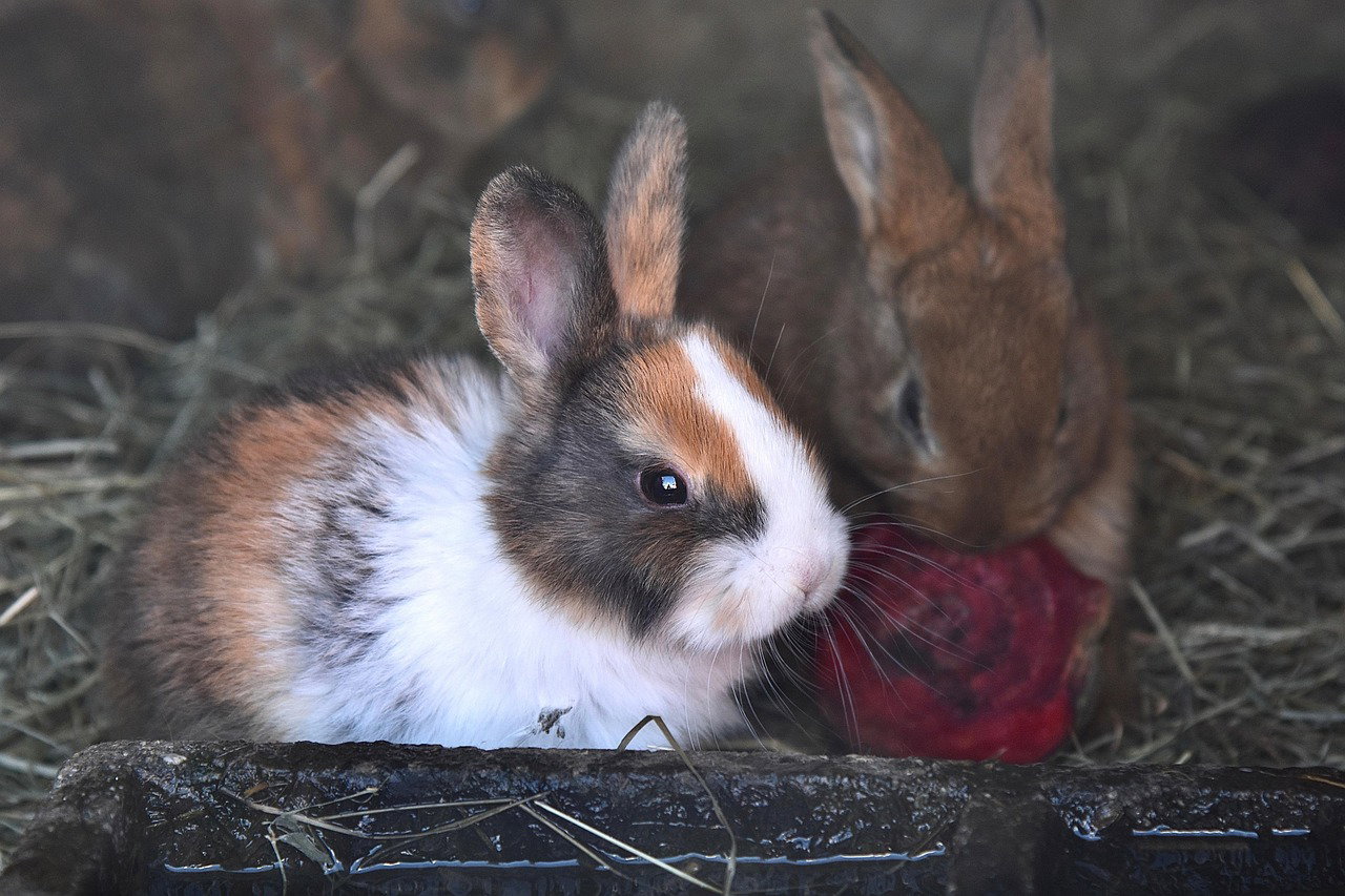The Commercial Rabbit Farming Playbook: Feeding, Breeding, and Finding Buyers in Kenya
