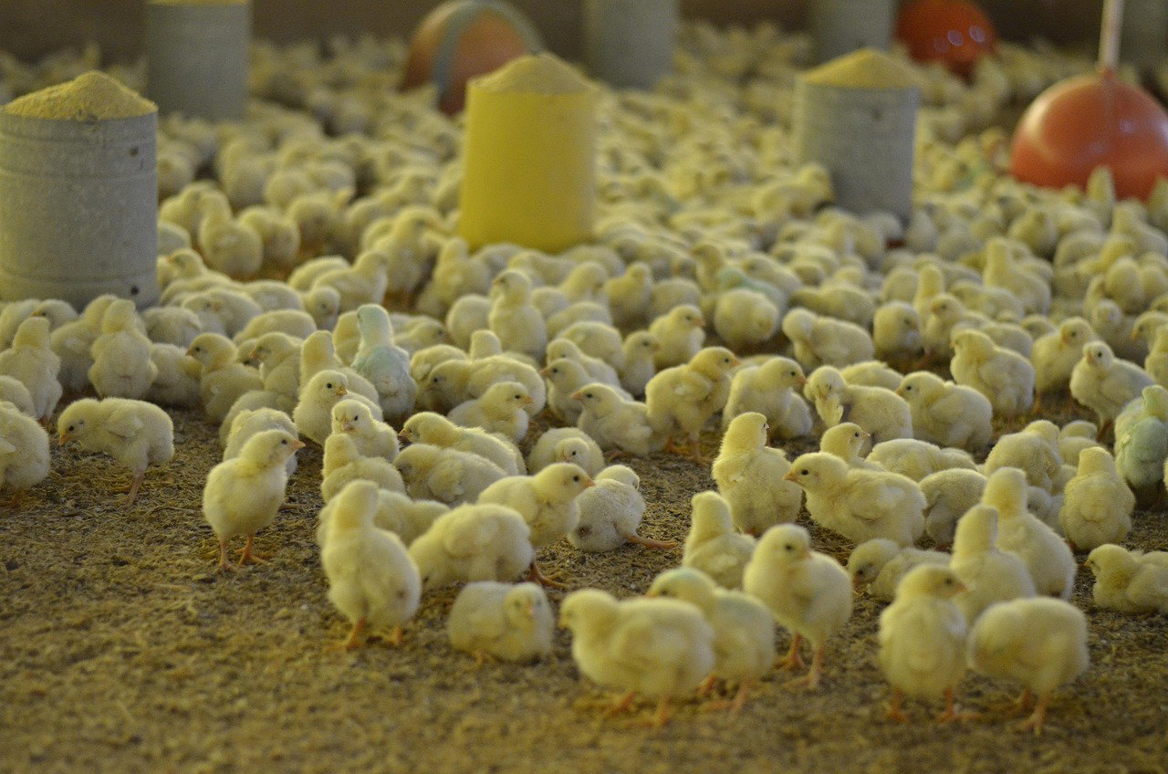 How to Start Layer Poultry Farming in Kenya: The Ultimate Beginner’s Guide