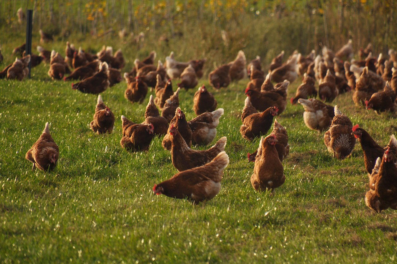 Rearing Layer Chicken in Kenya: From Pullets to First Egg Production