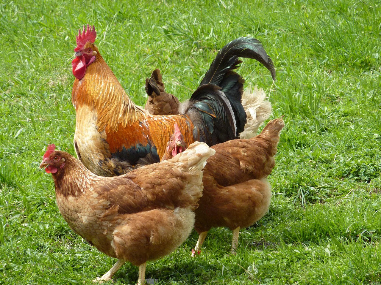 Layer Chicken Feed & Egg Marketing in Kenya: How to Maximize Profits