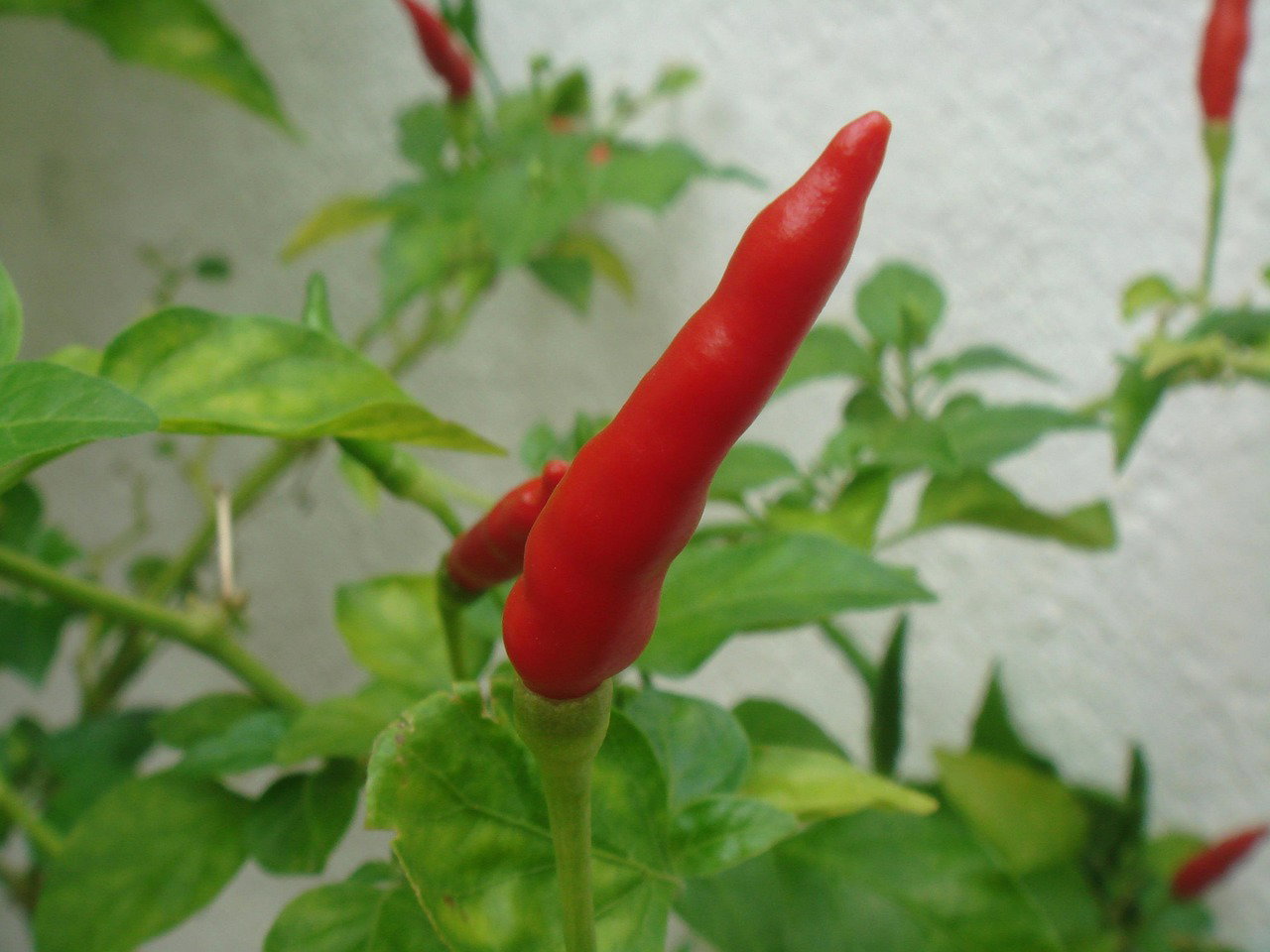The Ultimate Guide to Profitable Cayenne Pepper Farming in Kenya
