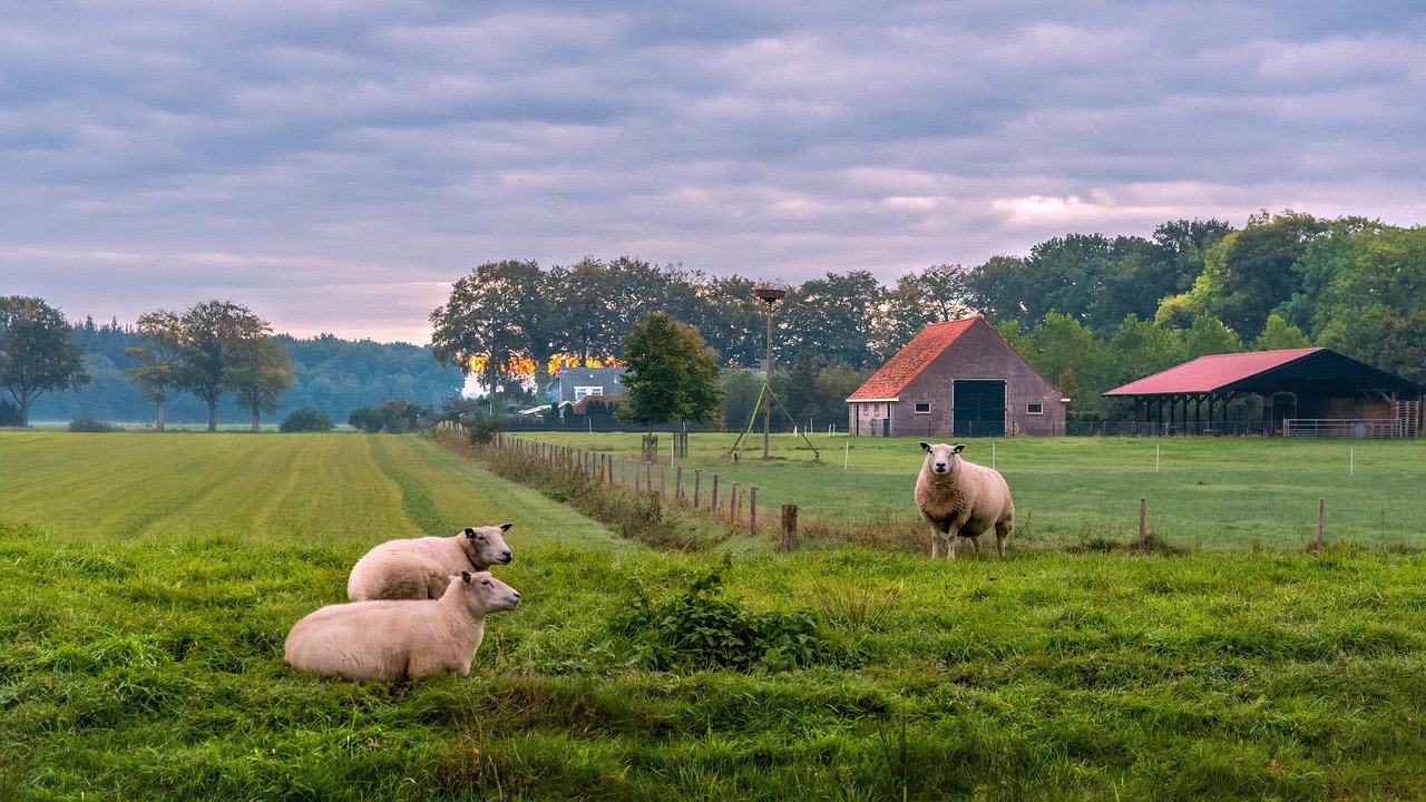 Managing a 2-Acre Integrated Farm in Kenya: Crop Rotation & Livestock Feeding