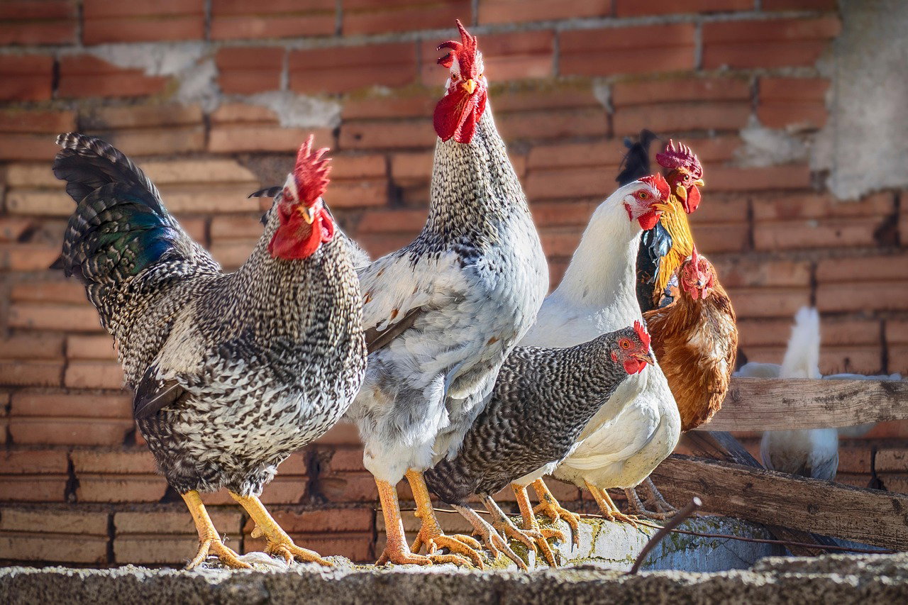 Complete Guide to Rainbow Rooster Farming in Kenya | Part 1 Overview