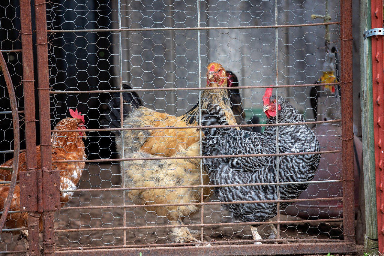 Rainbow Rooster Brooding & Housing Guide Kenya | Part 2 Setup