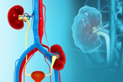 Böbrek Nakli Nedir?