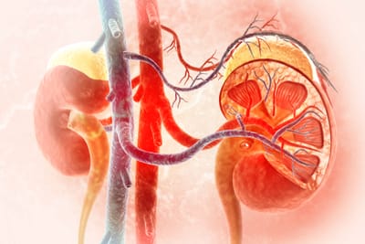 Kreatinin Yüksekliği Nedir? Her Kreatinin Yüksekliği Böbrek Yetmezliği Anlamına mı Gelir?