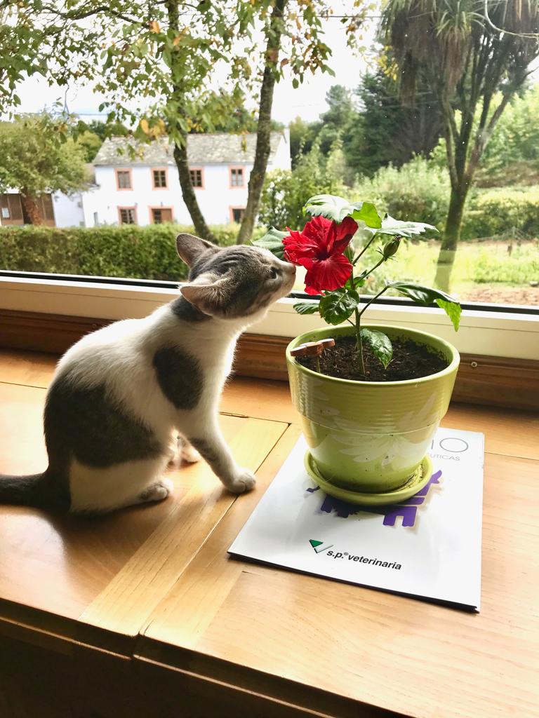 Sentido o sensibilidad?