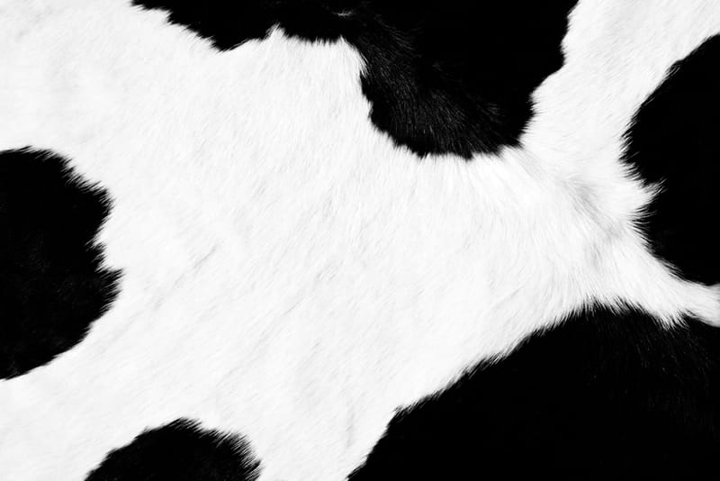 Dermatología veterinaria