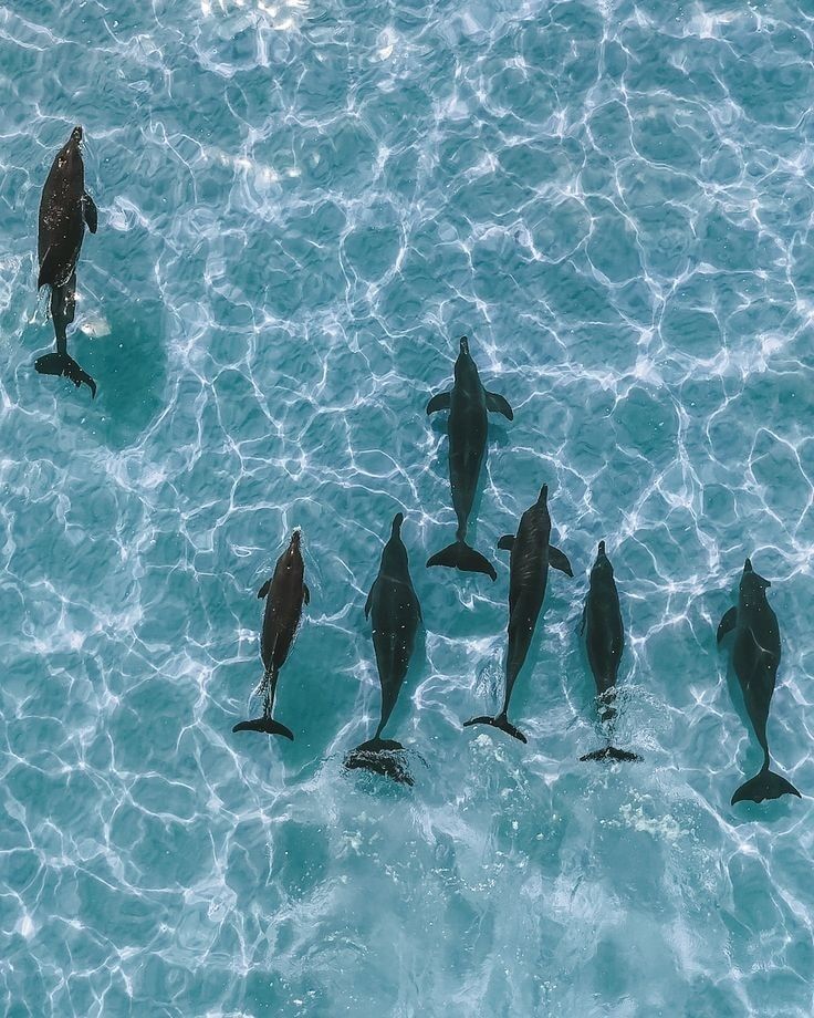 Day 2: Schwab's dolphins and the "Dragon's Blood" bone