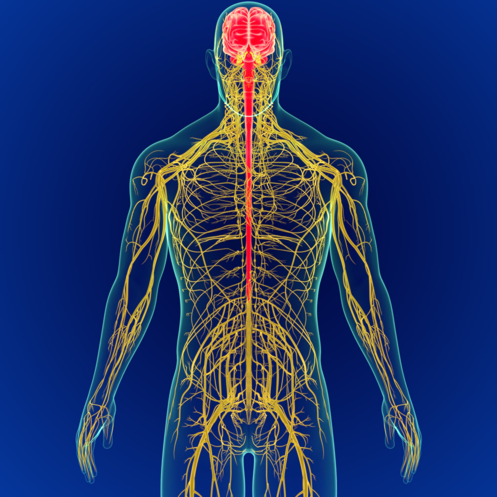 How Sound, Voice and Breath Affect the Nervous System
